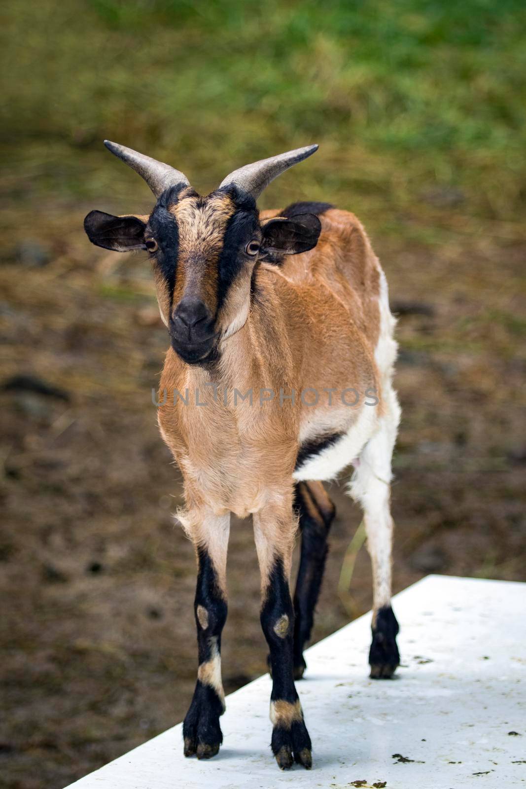 Image of a brown goat on nature background. Farm Animals. by yod67