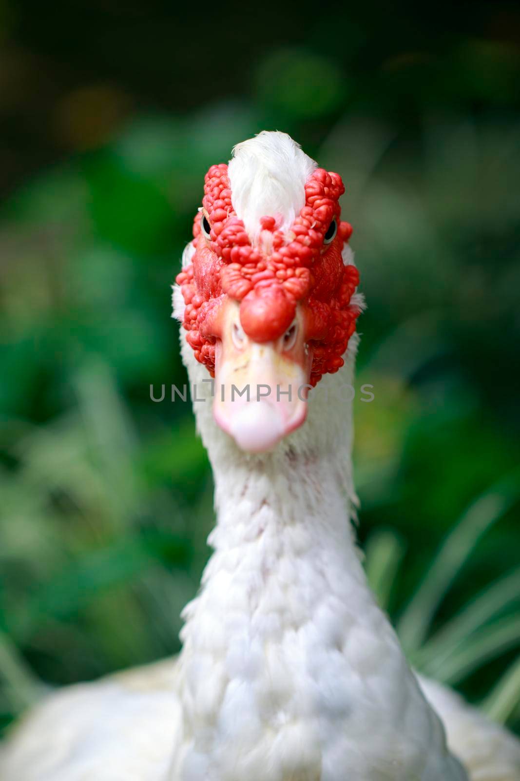 Image of Musky duck or indoda, Barbary duck with red nasal corals. Muscovy white duck by yod67