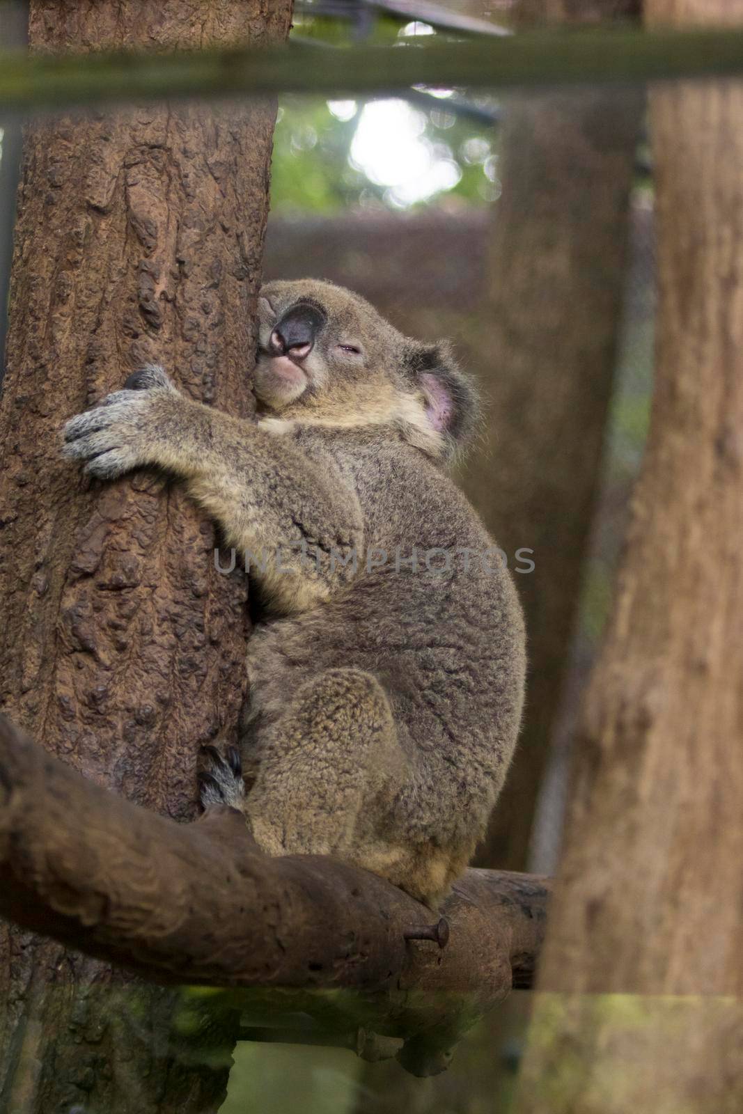 Image of a koala bear sleep on tree. Wild Animals. by yod67