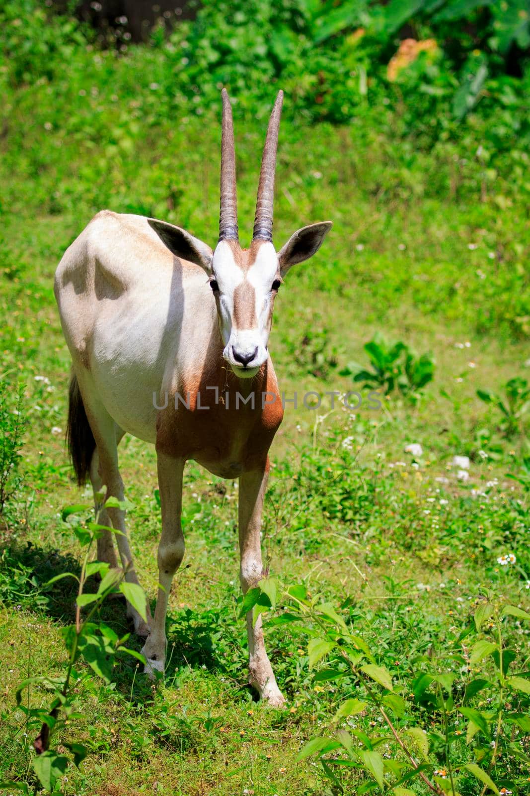 Image of Scimitar-horned Oryx (Oryx dammah) are eating grass on nature background. Wild Animals.