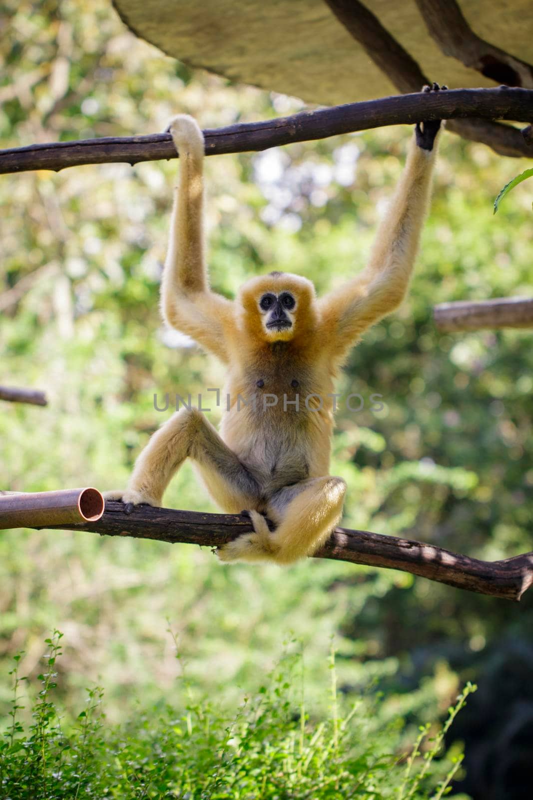 Image of female northern white-cheeked gibbon on nature background. Wild Animals. by yod67