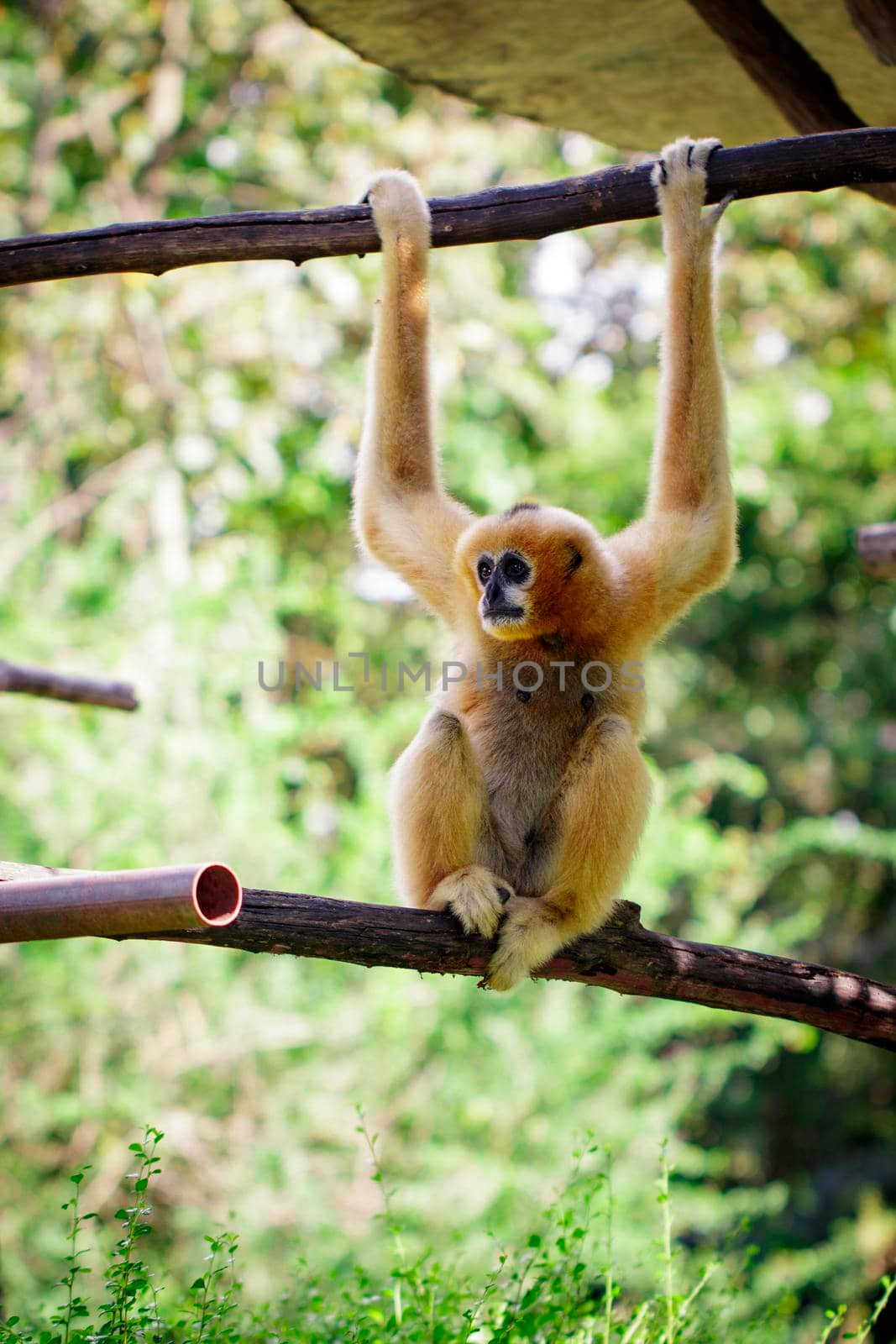 Image of female northern white-cheeked gibbon on nature background. Wild Animals. by yod67