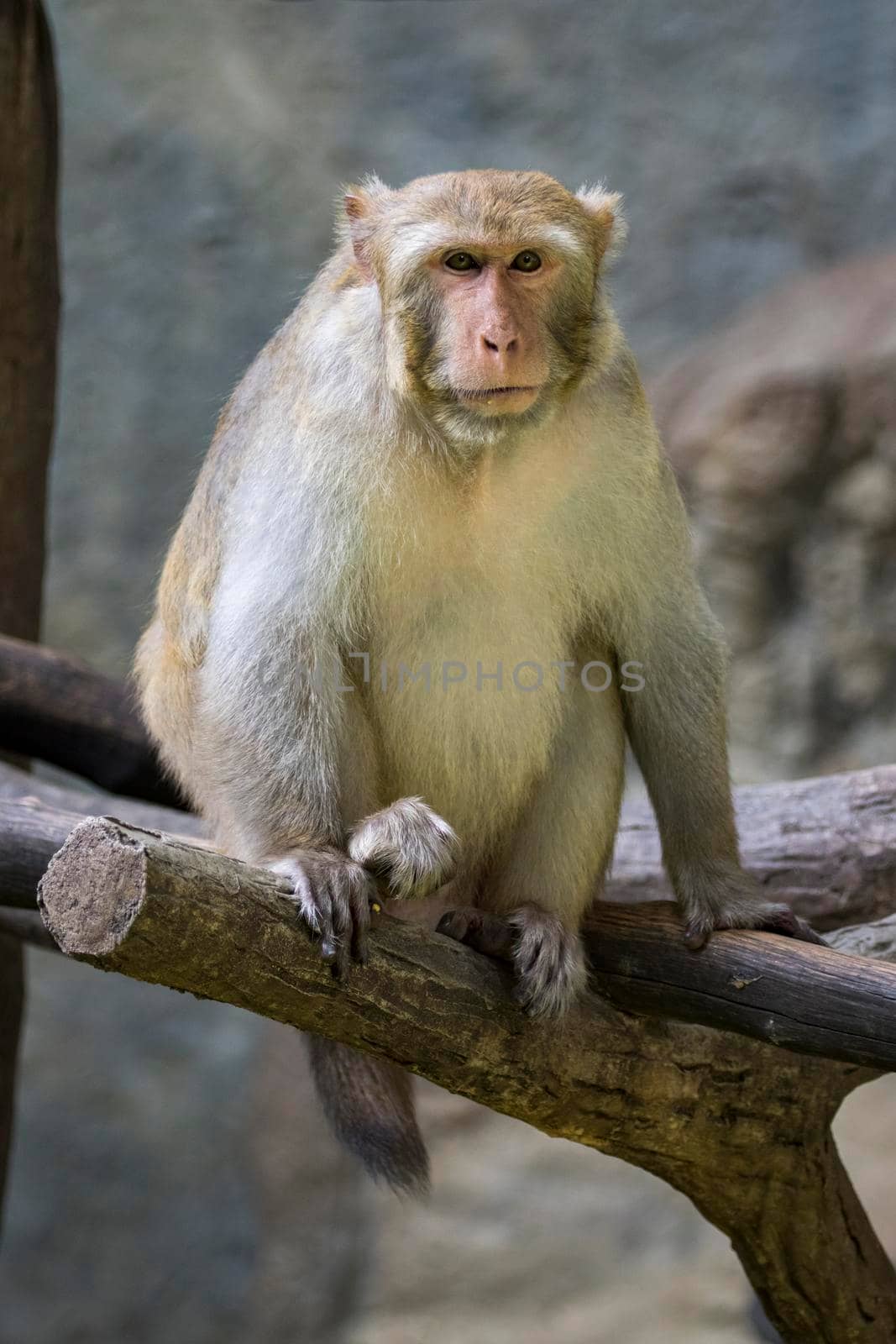 Image of monkey sitting on a tree branch. Wildlife Animals.
