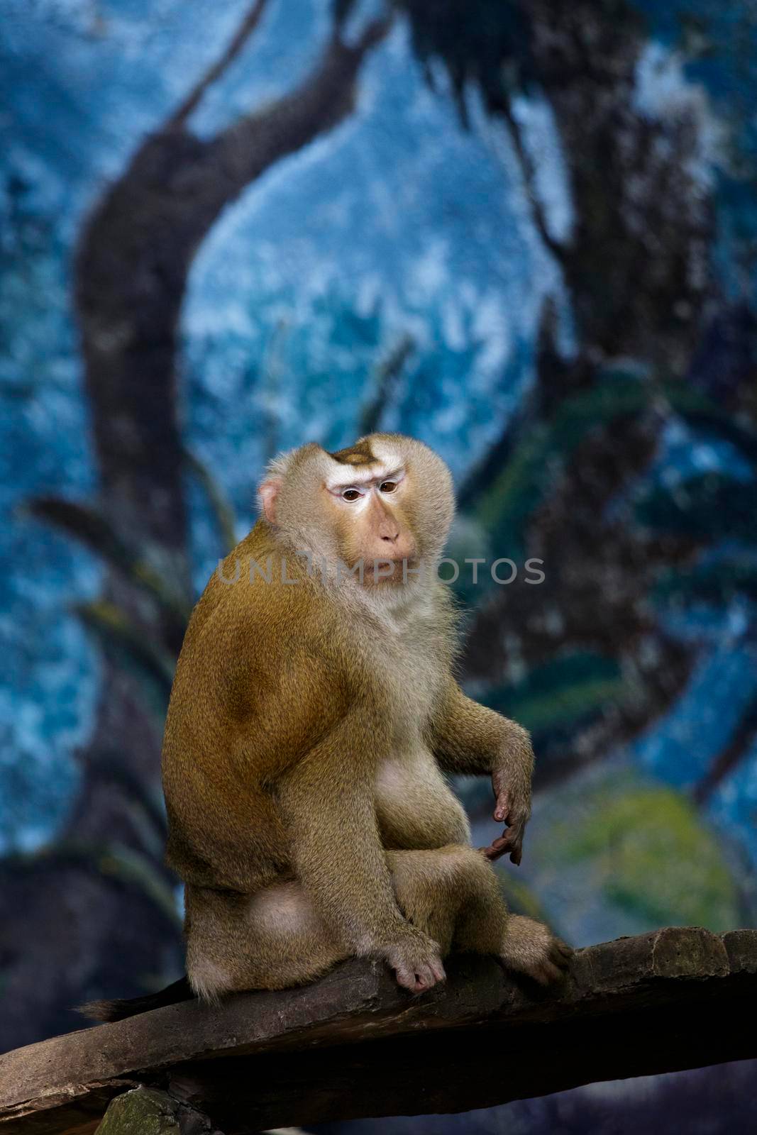 Image of Pig-tailed Macaque monkeys on nature background. Wildlife Animals. by yod67