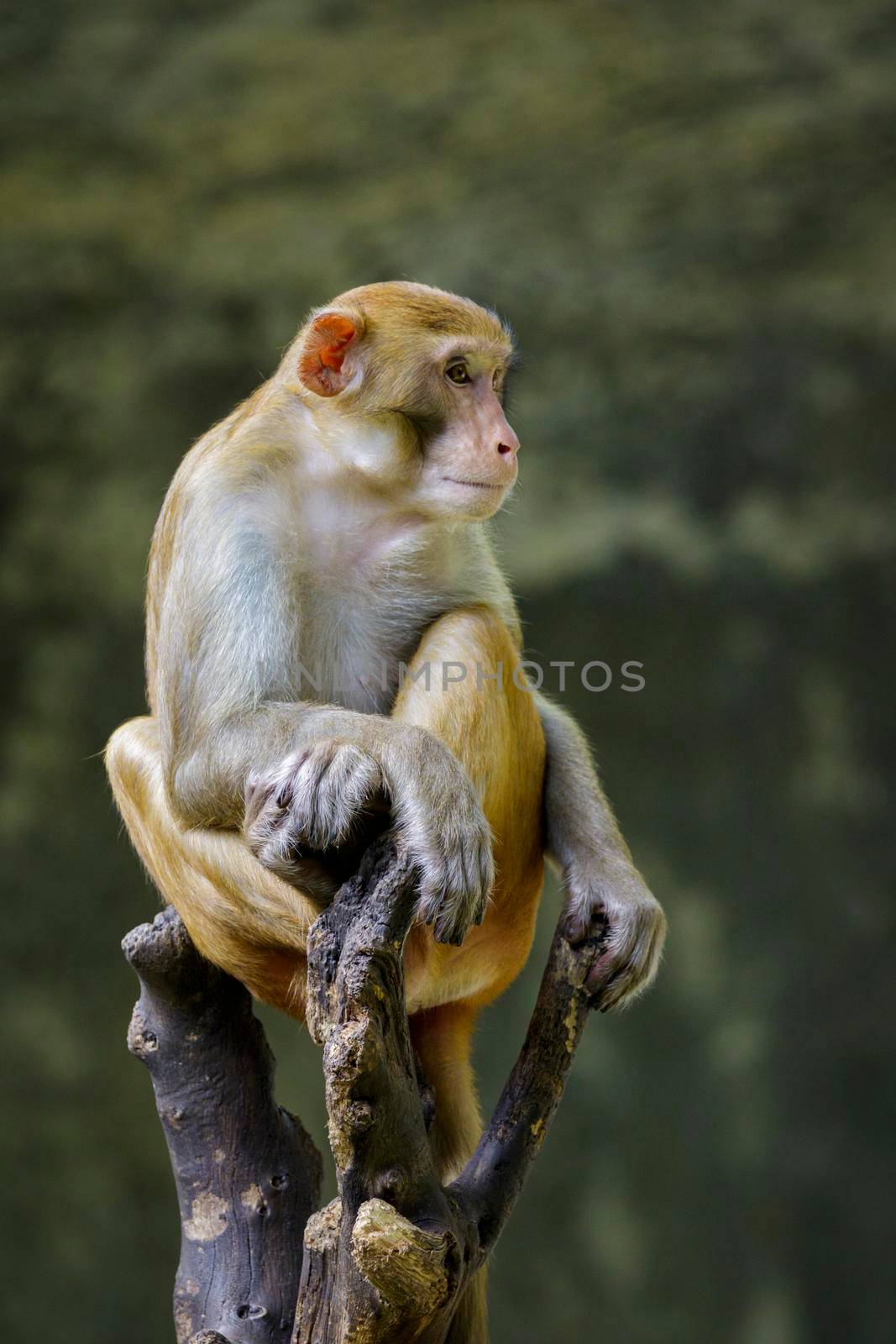 Image of monkey sitting on a tree branch. Wildlife Animals. by yod67