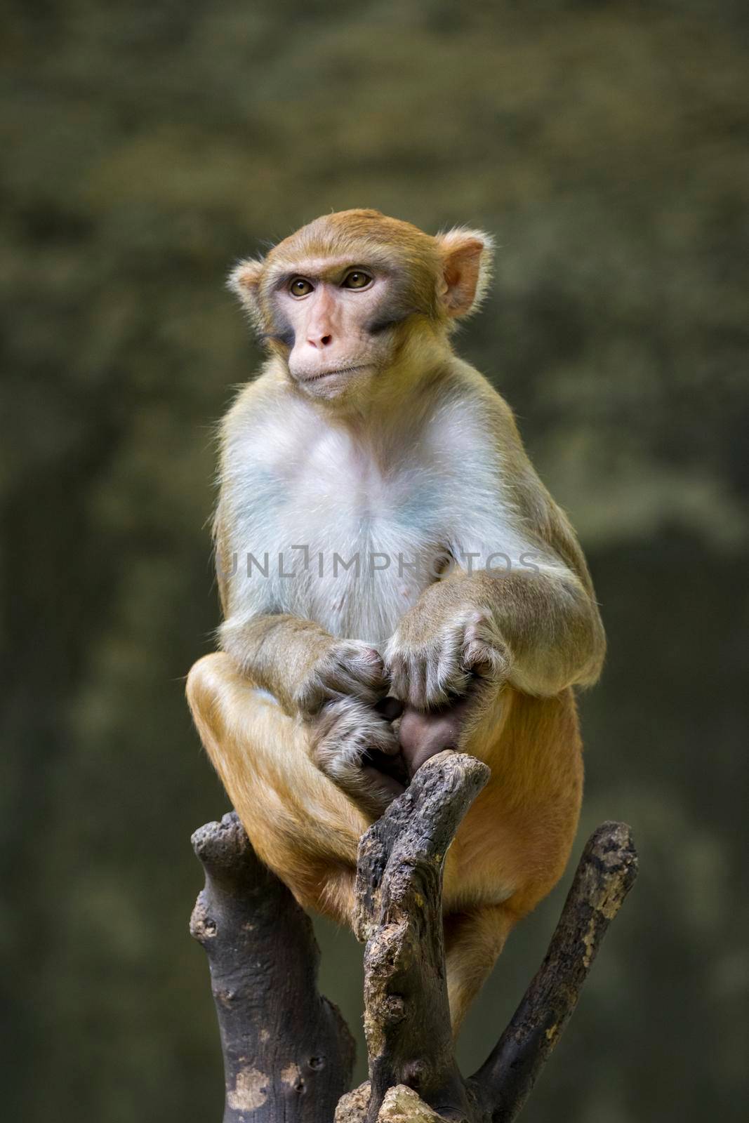 Image of monkey sitting on a tree branch. Wildlife Animals. by yod67