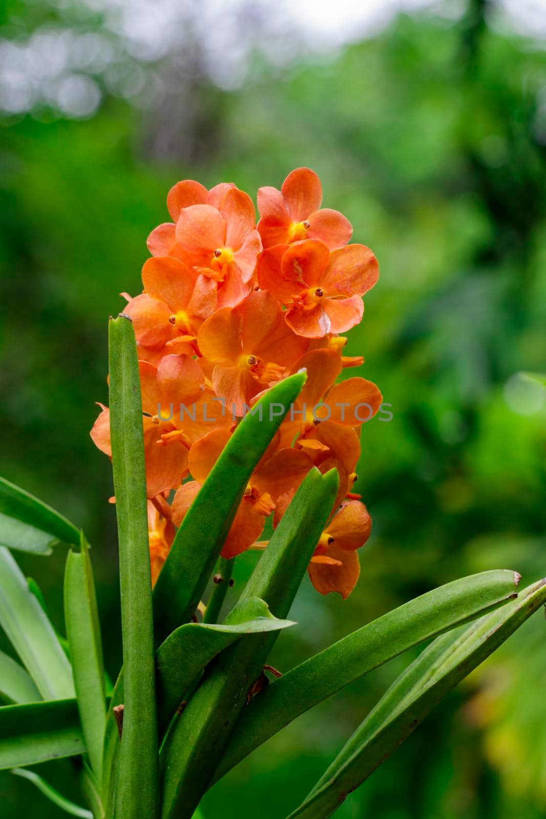 Image of beautiful orange orchid flowers in the garden.