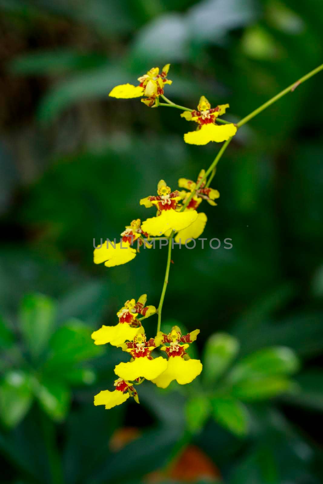 Image of yellow oncidium orchid flower in the garden.