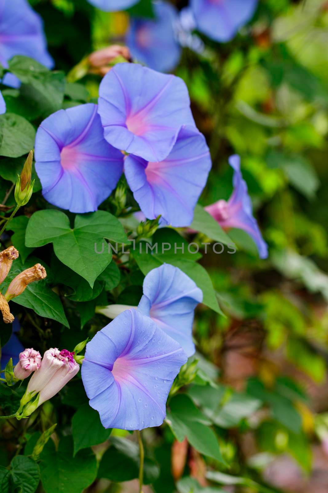 Image of morning glory (Ipomoea) flowers on nature background.