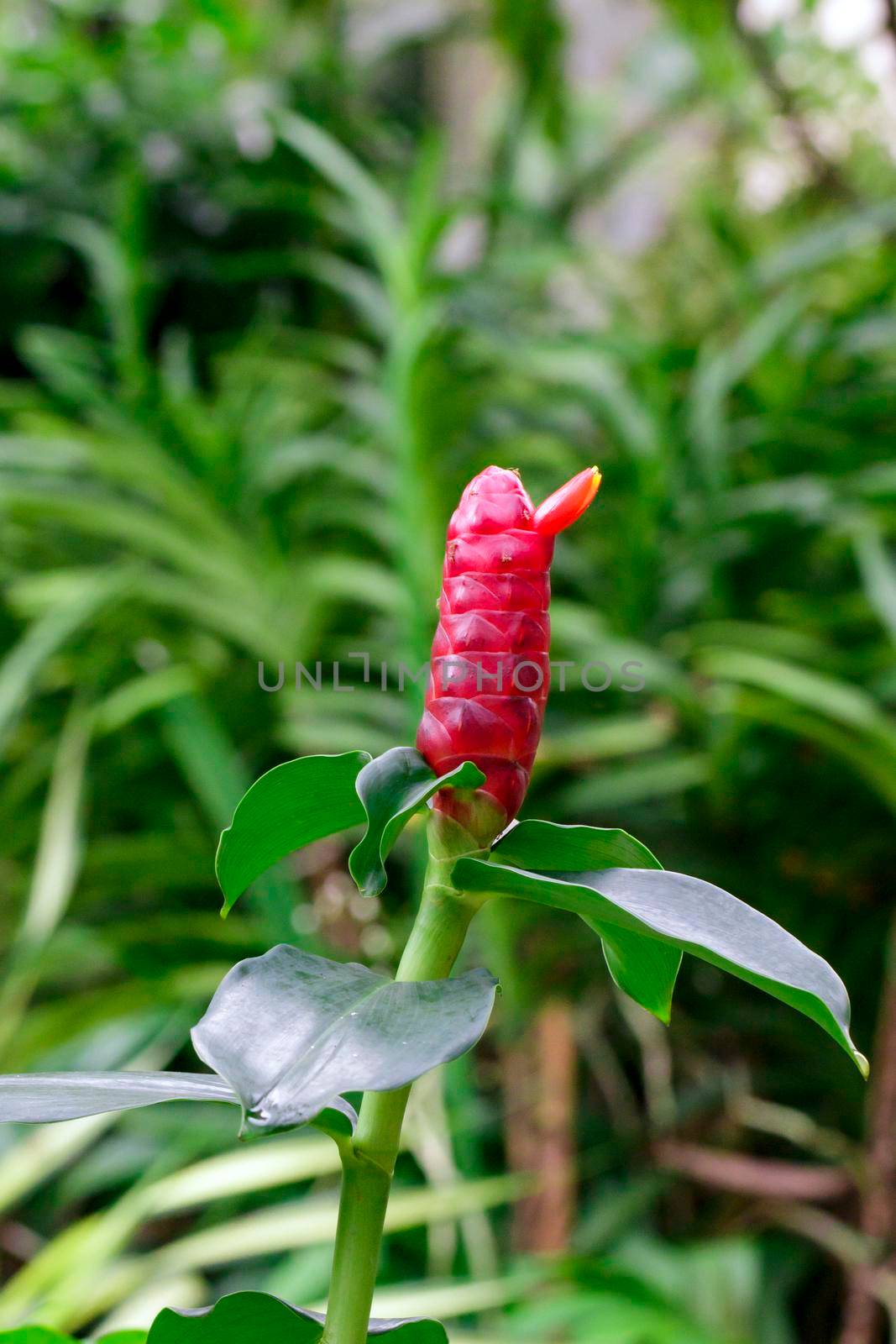 Image of Red Button Ginger or Costus woodsonii or Red Malay Ginger in the garden.
