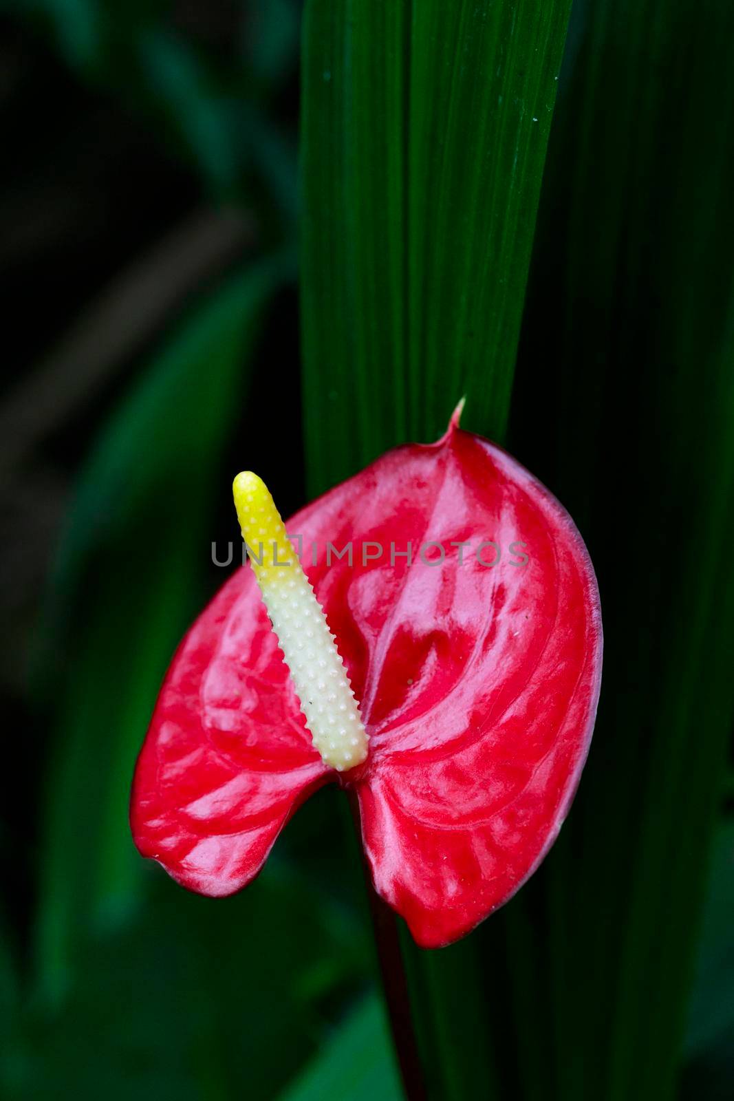 Image of Flamingo flower, Pigtail Anthurium or Pigtail flamingo flower on nature background. by yod67