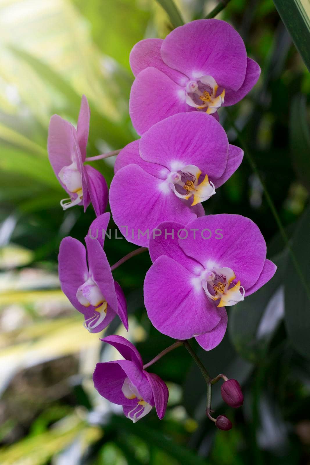 Image of beautiful purple orchid flowers in the garden.