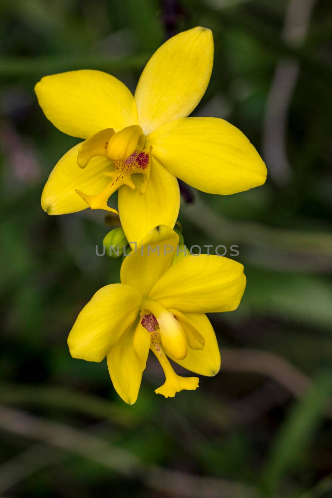 Image of beautiful yellow orchid flowers (Spathoglottis) in the garden. by yod67