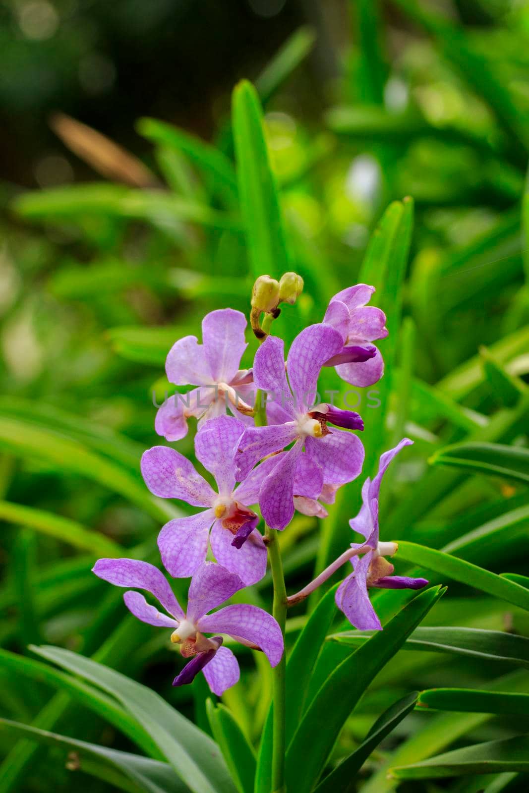 Image of beautiful purple orchid flowers in the garden. by yod67