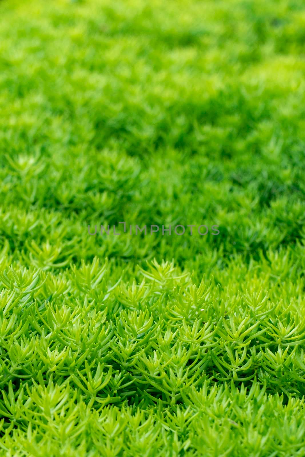 Image of green plant wallpaper. Background Texture. by yod67