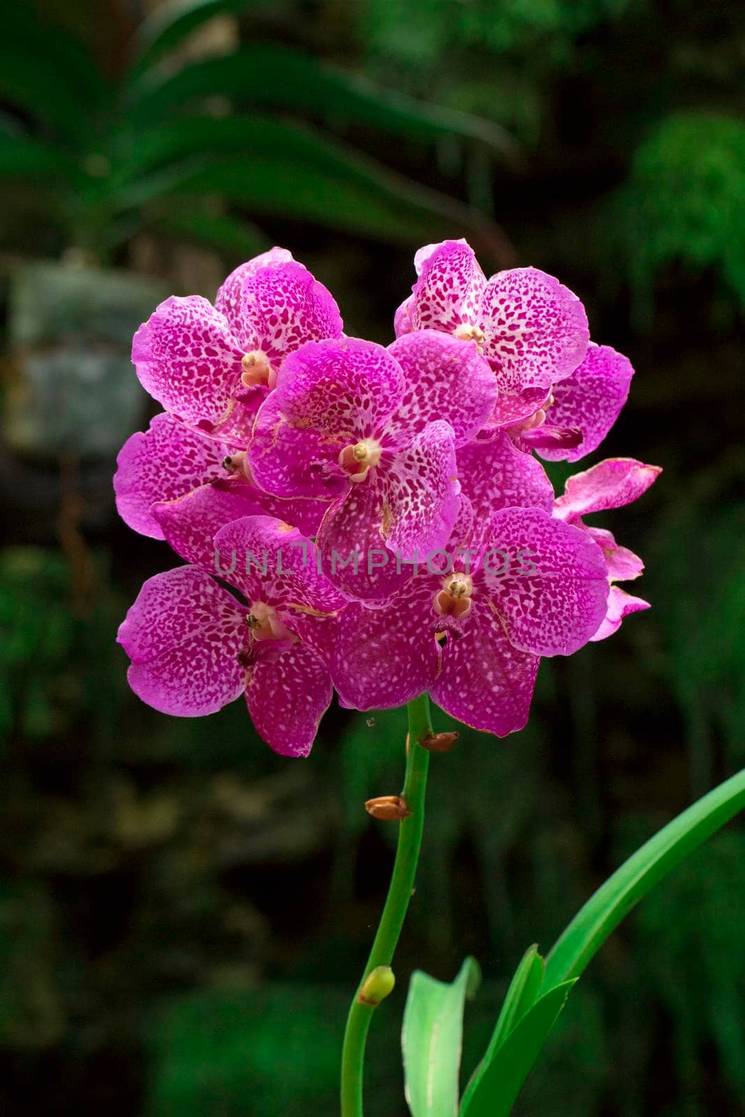 Image of beautiful purple orchid flowers in the garden. by yod67