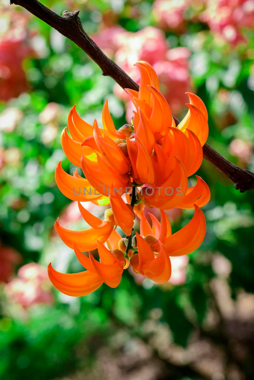 Flower of New Guinea creeper, Red Lade Vine in the garden by yod67