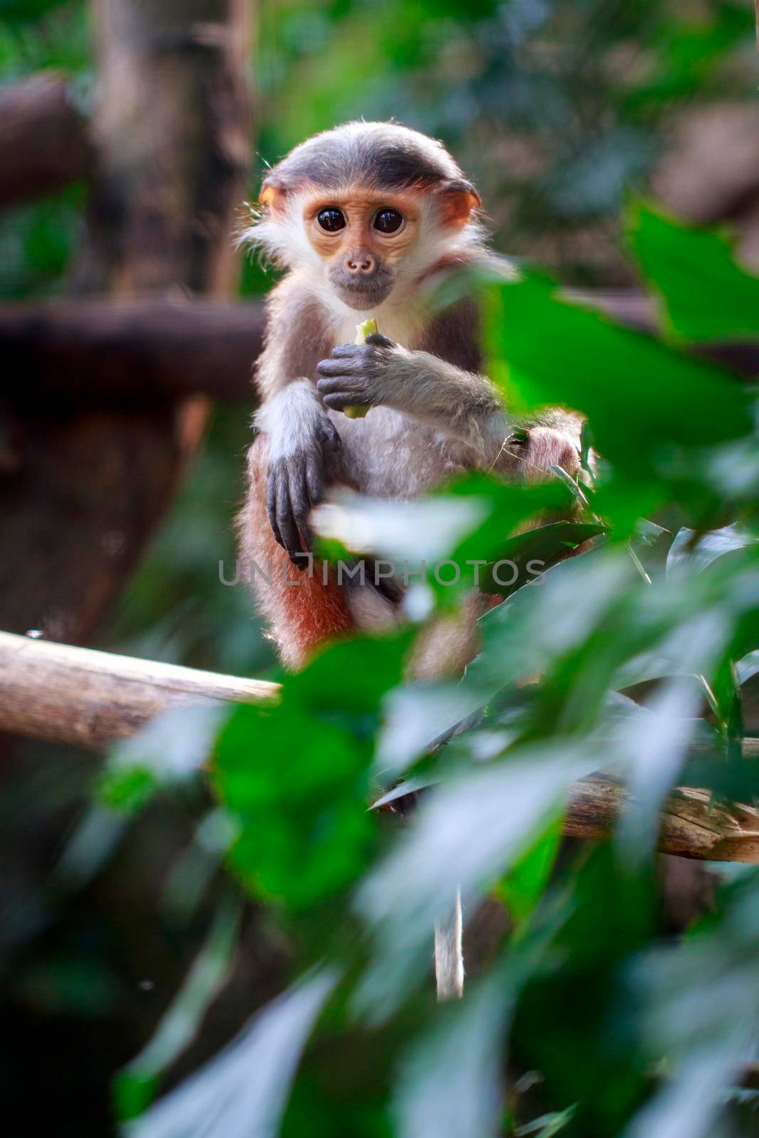 Image of Red-shanked douc(Pygathrix nemaeus) on nature background. Wild Animals.