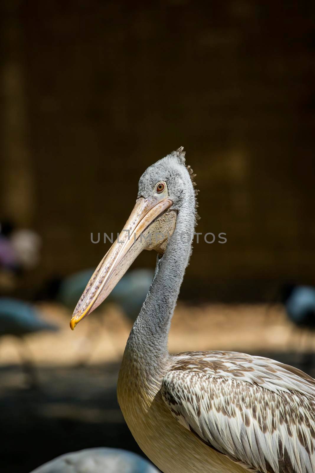 Image of Spot-billed pelican ( Pelecanus philippensis). wild animals. by yod67