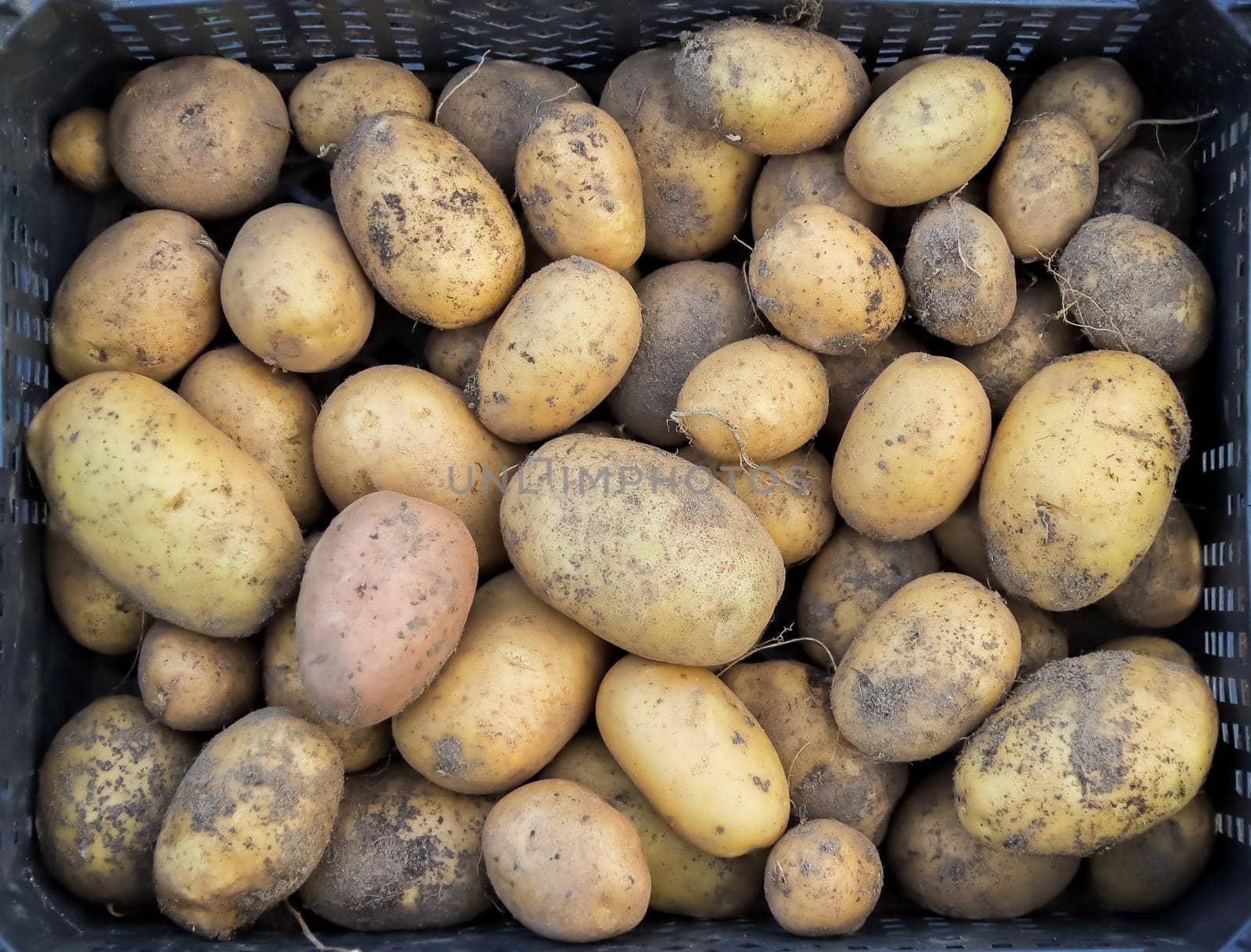 Fresh crop of potatoes in a box. Vegetables grown with their own hands on an ecological farm. Agricultural work in the autumn period.