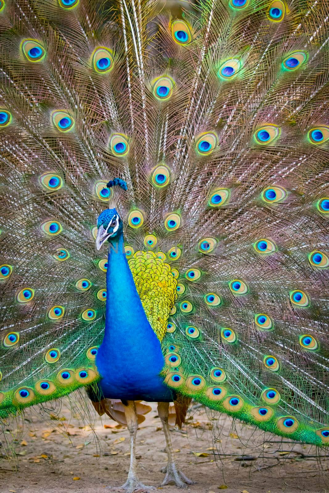 Image of a peacock showing its beautiful feathers. wild animals.