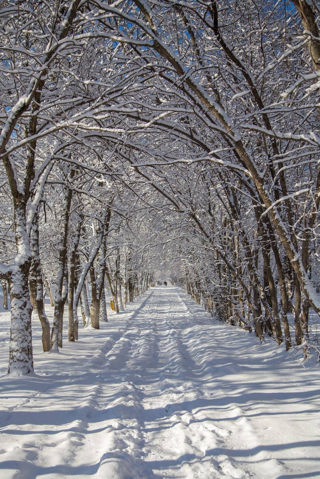 Thin branches of trees bent over the path. Winter road covered with snow extending into the distance. Curved plant trunks form a living arch.