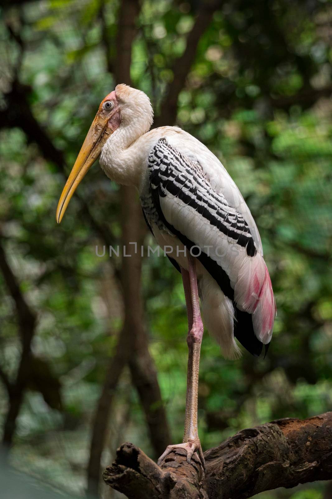 Image of Painted Stork (Mycteria leucocephala) on nature background. Wild Animals. Bird,