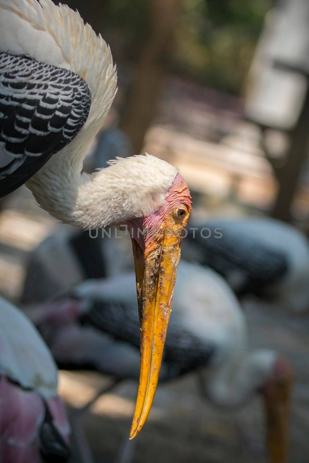 Image of a Lesser adjutant stork. wild animals.