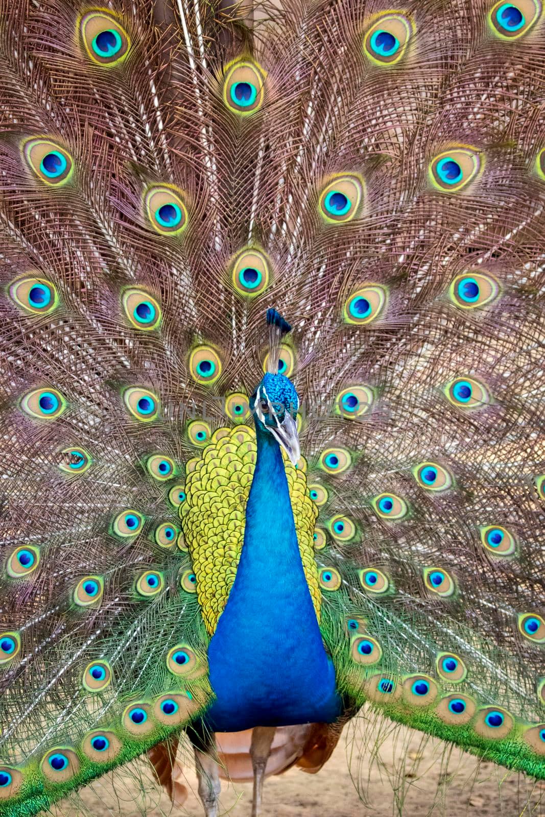 Image of a peacock showing its beautiful feathers. wild animals.