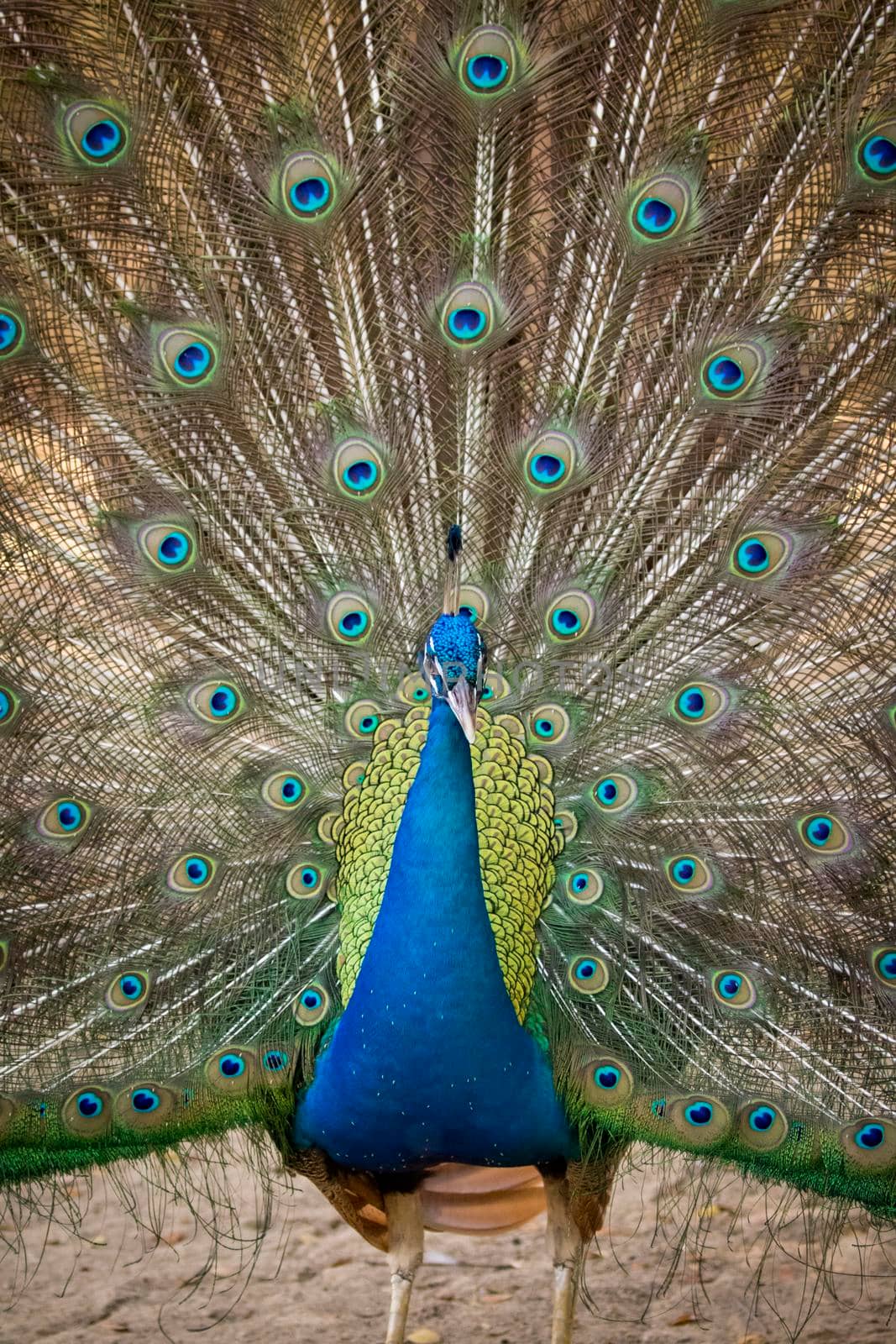 Image of a peacock showing its beautiful feathers. wild animals.