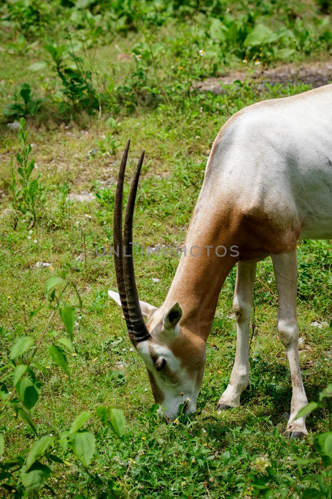 Image of Scimitar-horned Oryx (Oryx dammah) are eating grass on nature background. Wild Animals.