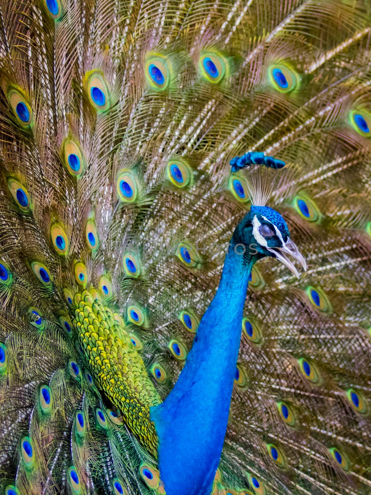 Image of a peacock showing its beautiful feathers. wild animals.