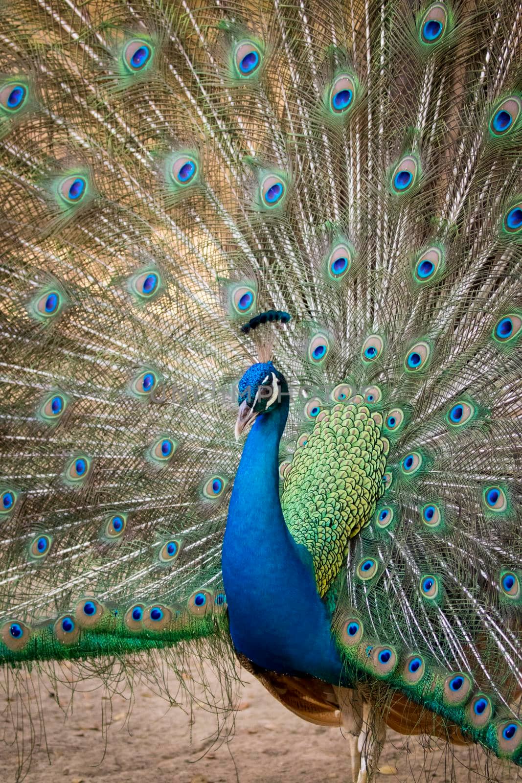 Image of a peacock showing its beautiful feathers. wild animals.