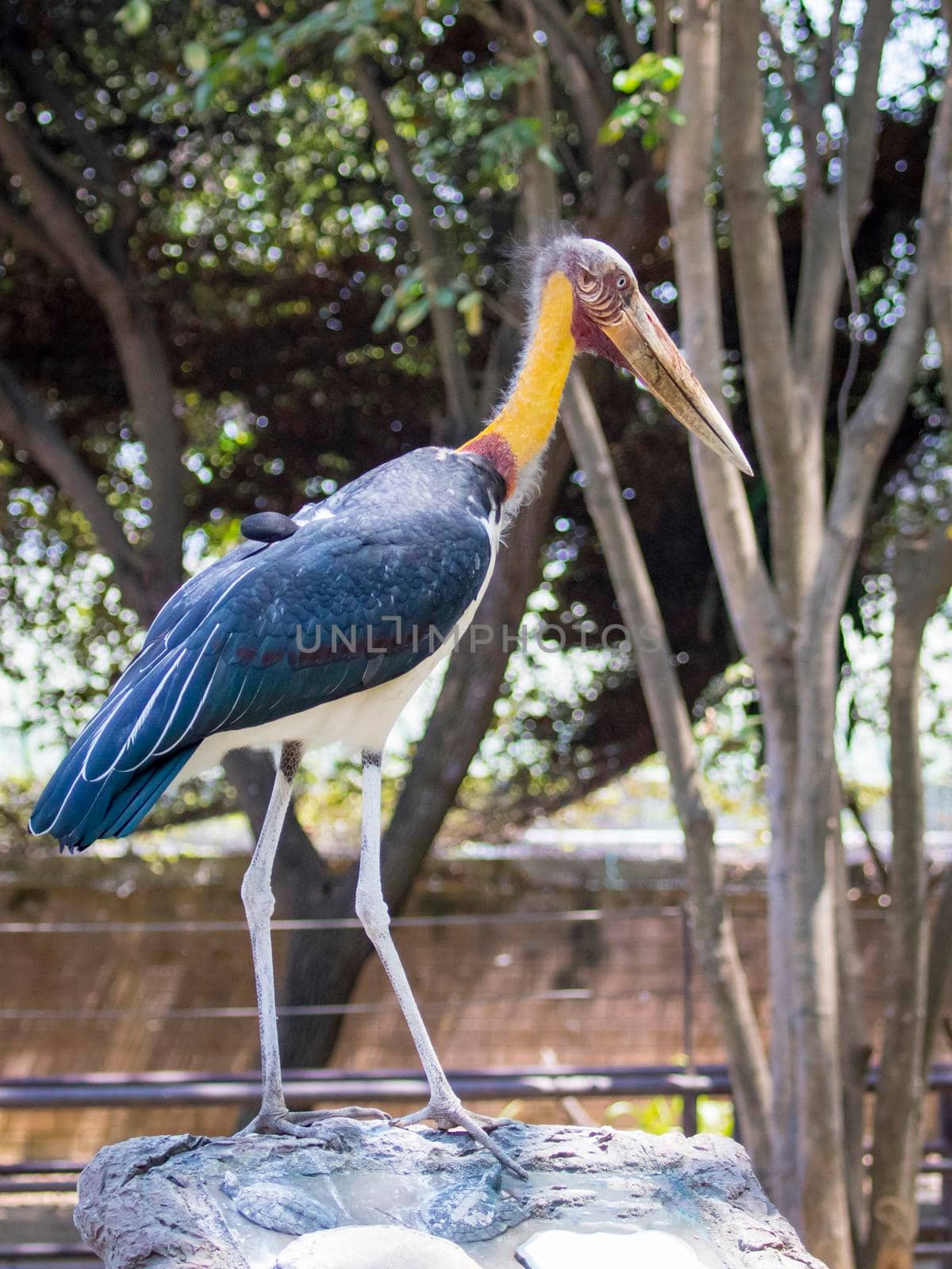 Image of a Lesser adjutant stork. wild animals.