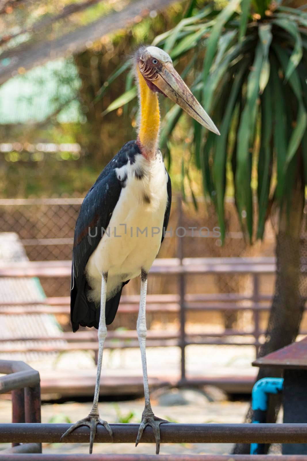 Image of a Lesser adjutant stork. wild animals.