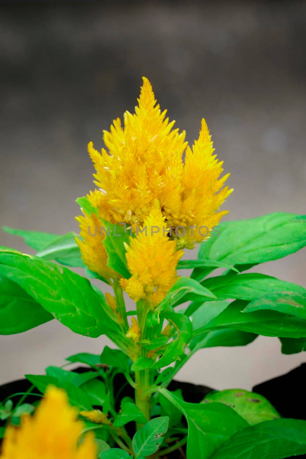 Image of Yellow Celosia flowers in the garden.