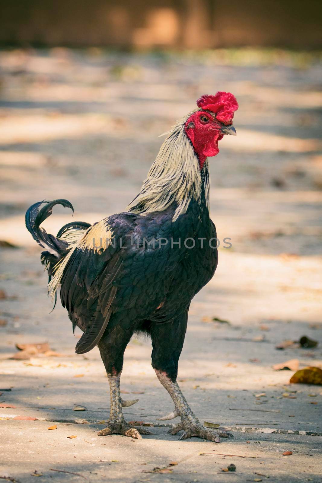 Image of a rooster on nature background. Farm Animals.