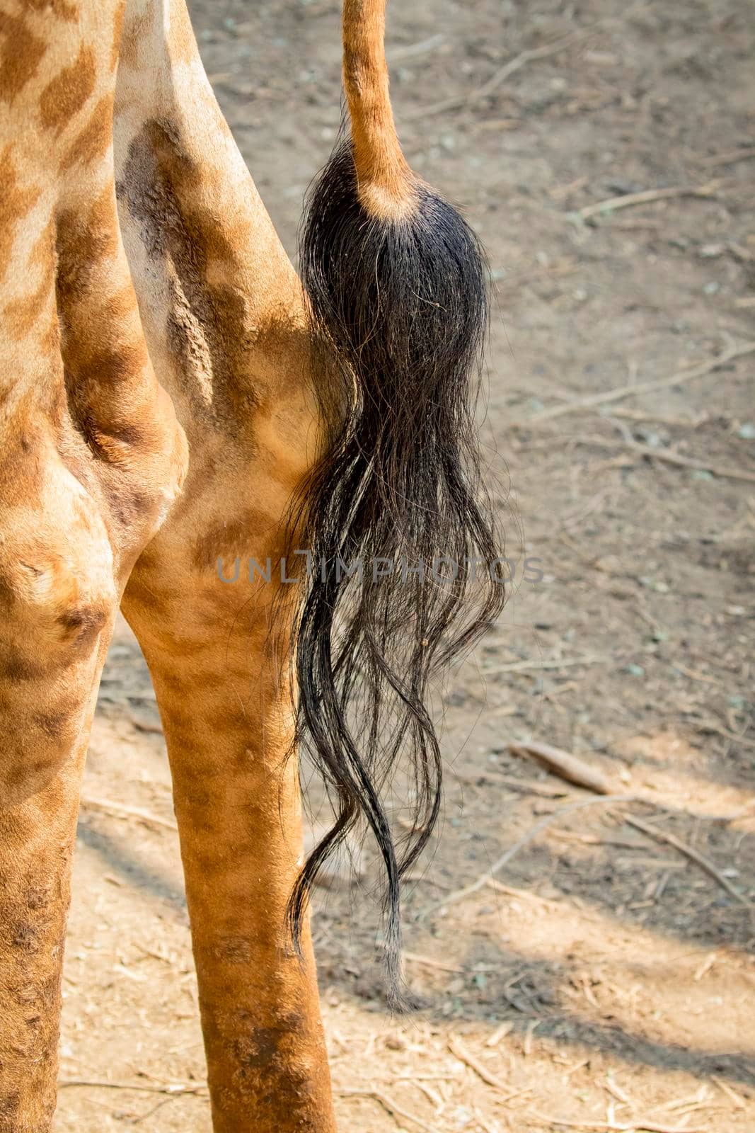 Image of giraffe's tail. Wild Animals.