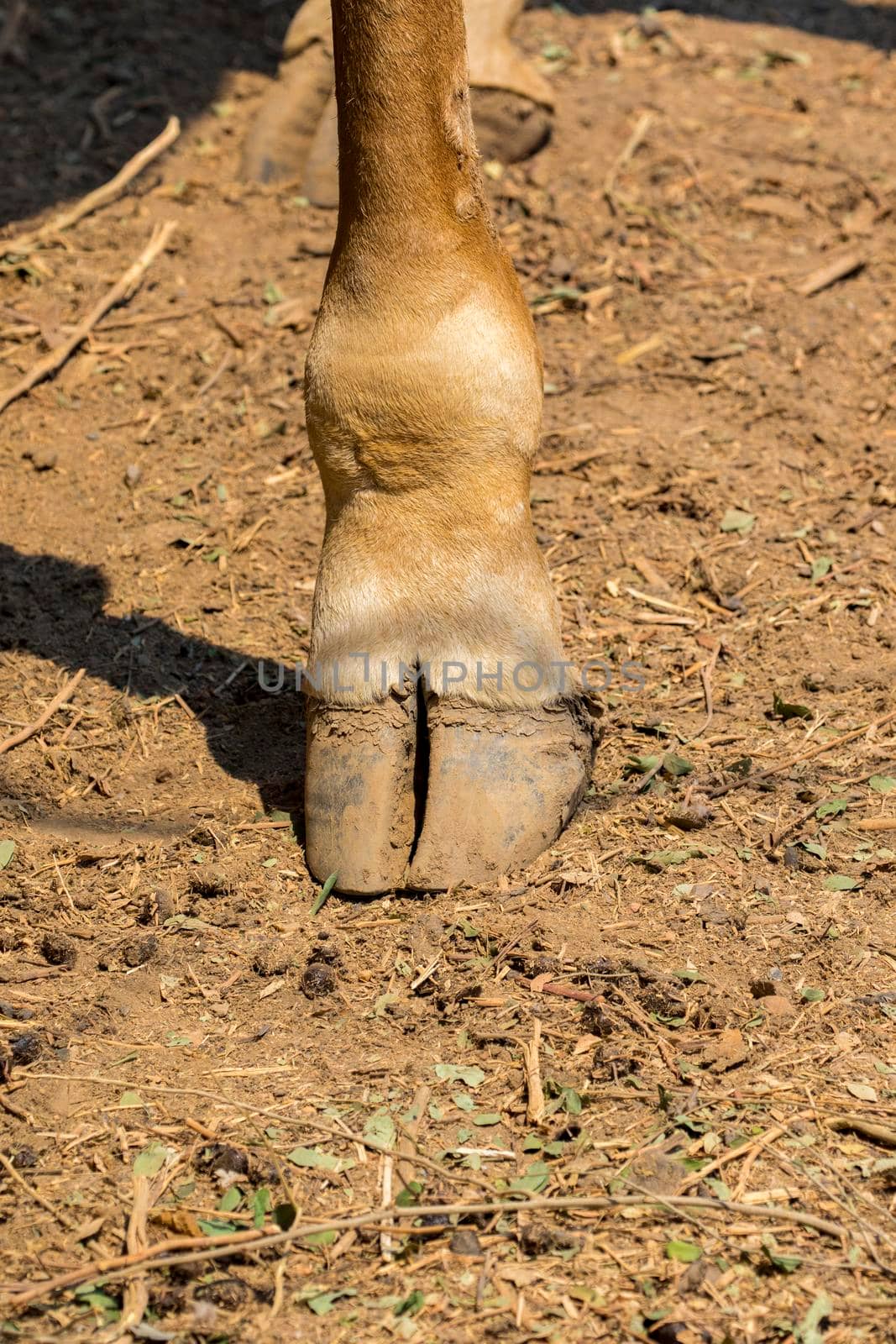 Image of giraffe foot on the ground. Wild Animals.