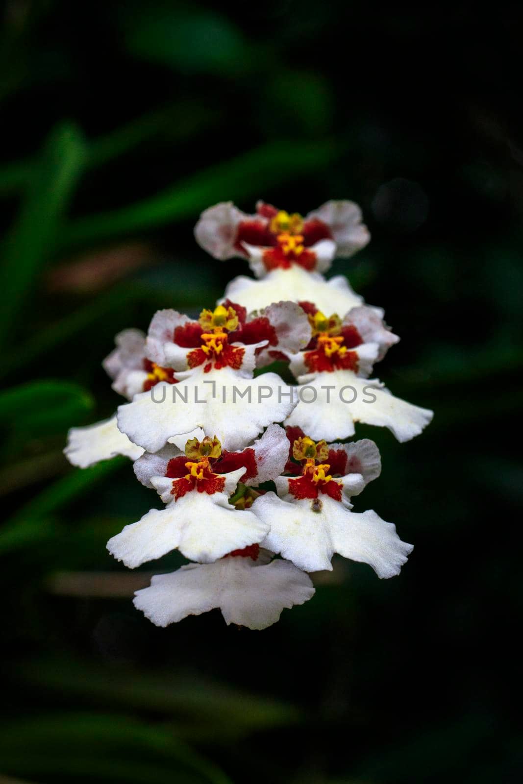 Image of white oncidium orchid flowers in the garden.