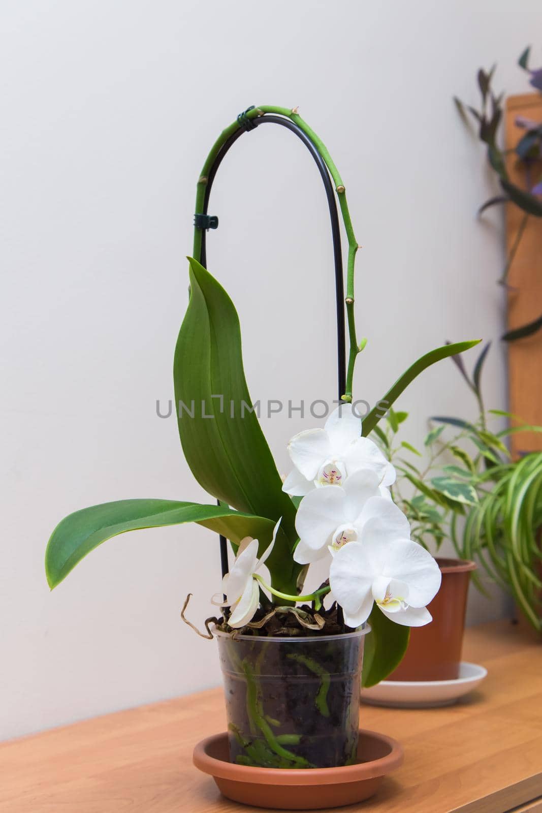 White flower with large green leaves in a transparent pot with a long handle. In the background there is a white wall and other plants. There is free copy space. Warm soft daylight.