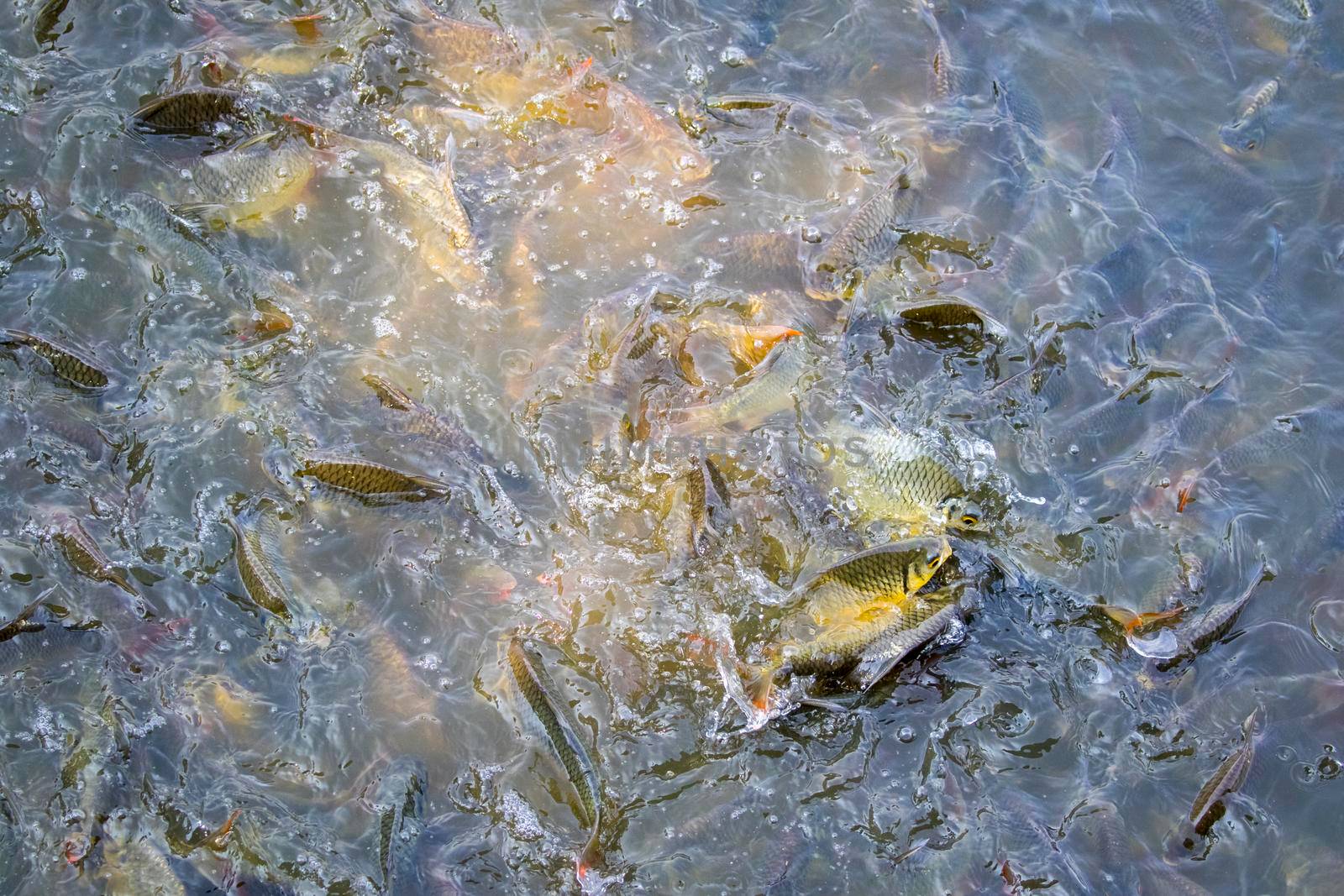 Image of a fish herd in the water(Java barb, Silver barb). Aquatic animals