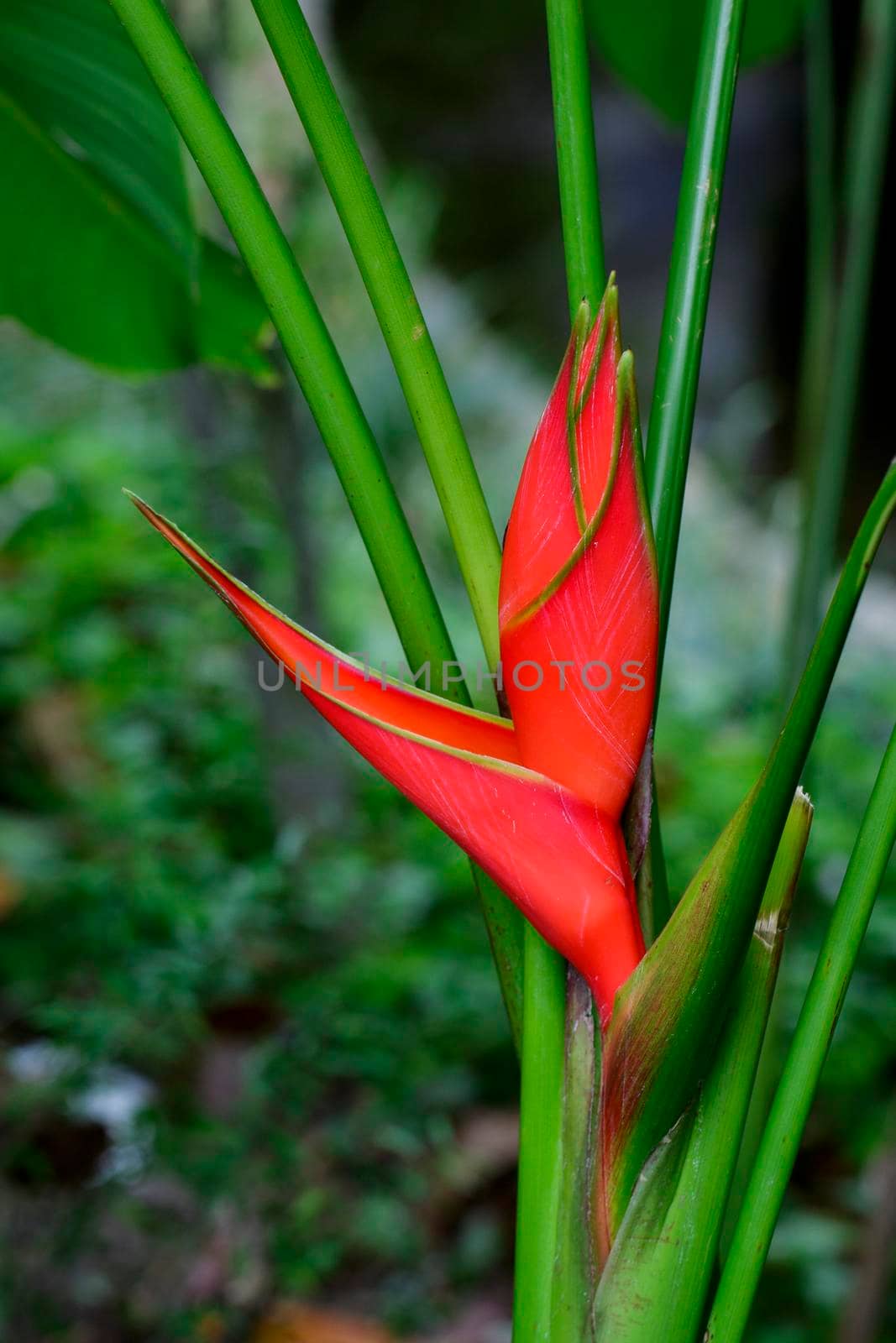 Image of beautiful heliconia flower in the garden.