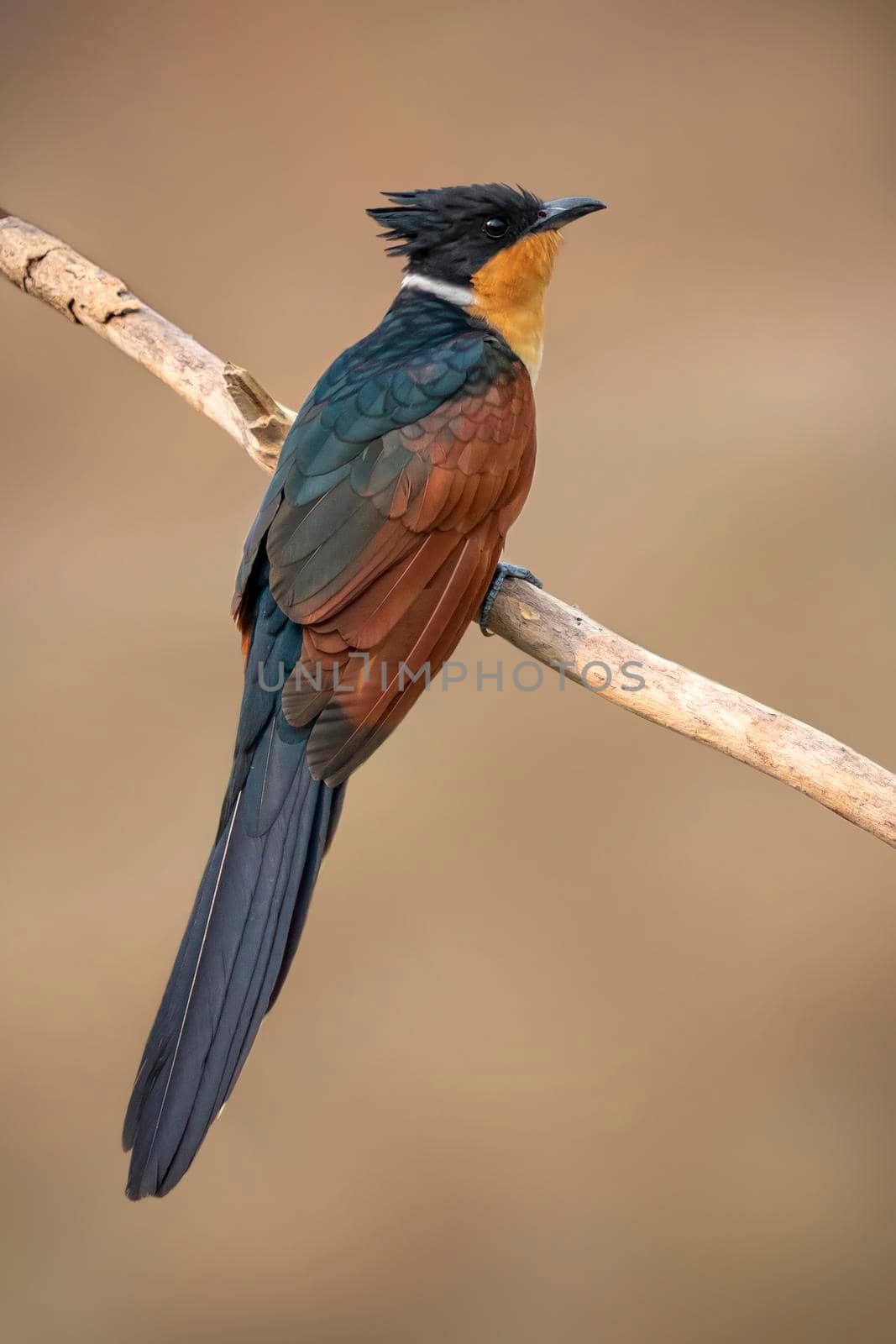 Image of Chestnut-winged Cuckoo bird(Clamator coromandus) on a branch on nature background. Bird. Animals.