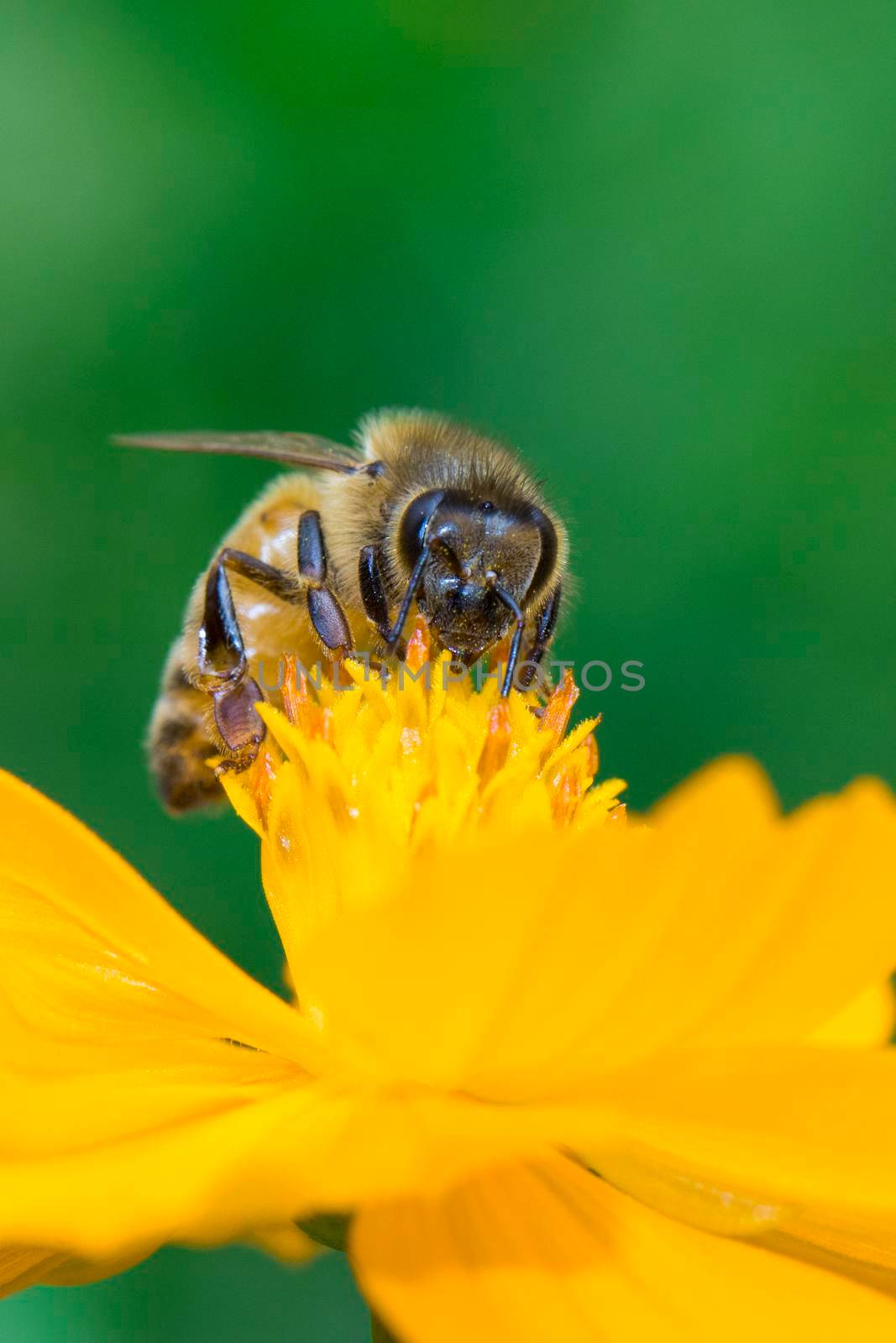 Image of bee or honeybee on yellow flower collects nectar. Golden honeybee on flower pollen. Insect. Animal