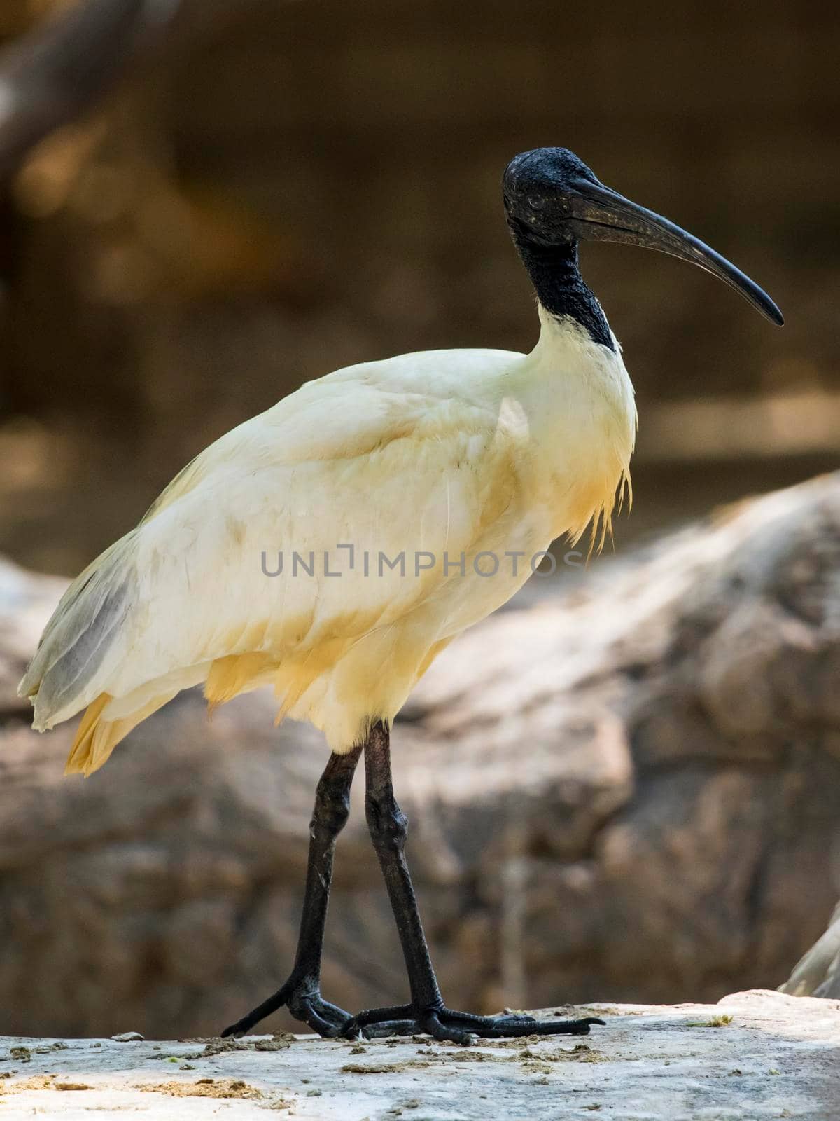 Image of Black-headed ibis bird (Threskiornis melanocephalus). wild animals.