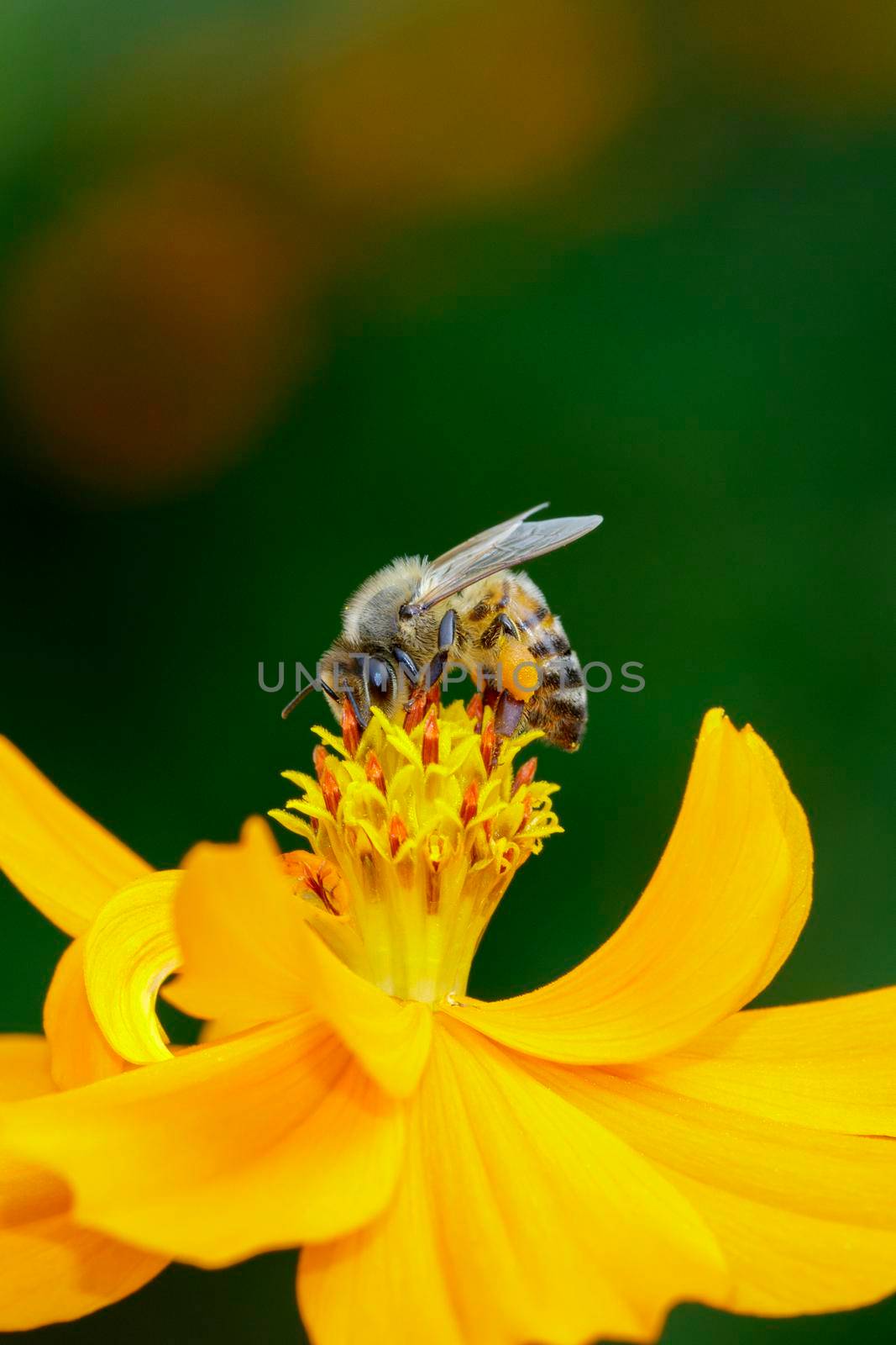 Image of bee or honeybee on yellow flower collects nectar. Golden honeybee on flower pollen. Insect. Animal