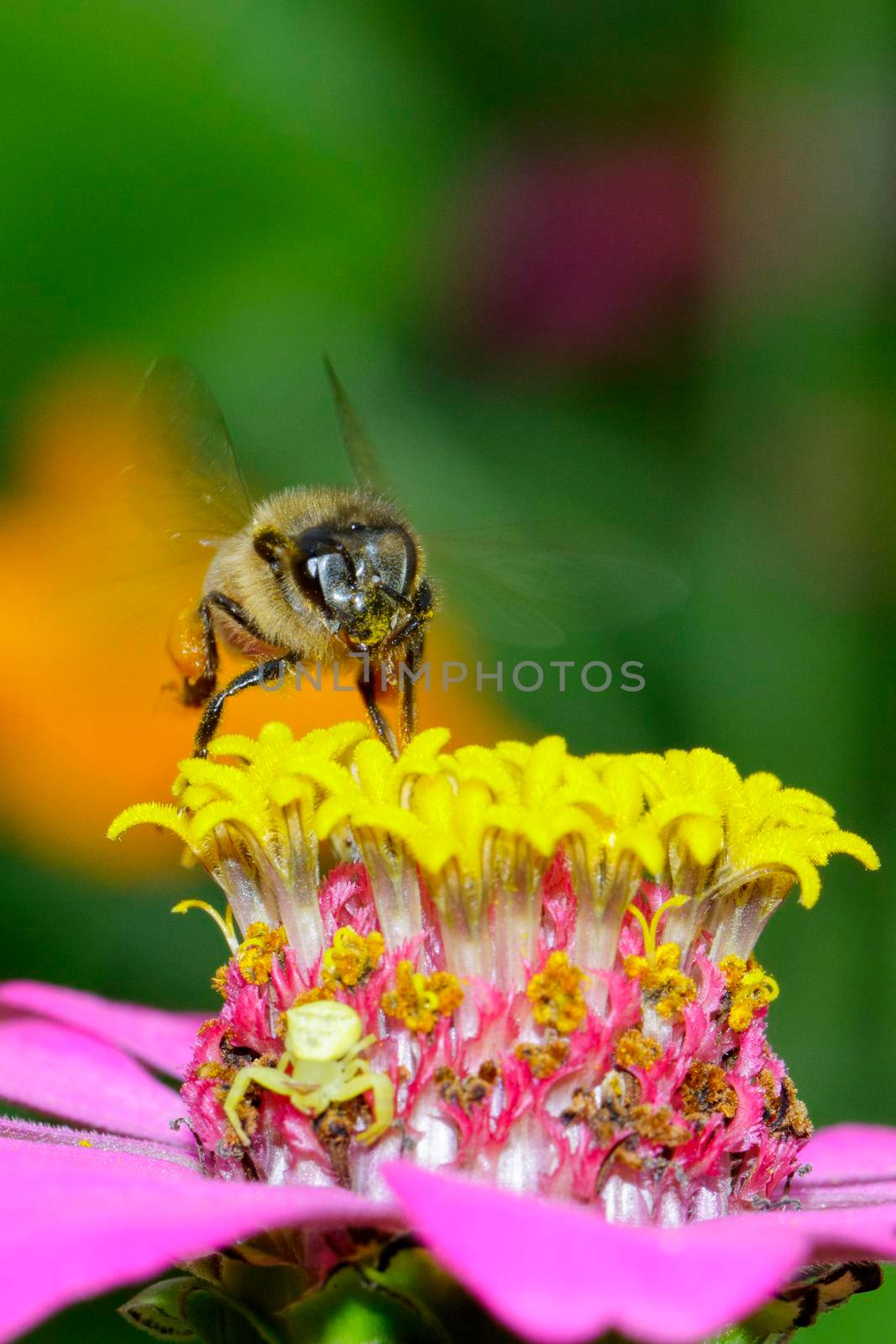 Image of bee or honeybee on yellow flower collects nectar. Golden honeybee on flower pollen. Insect. Animal