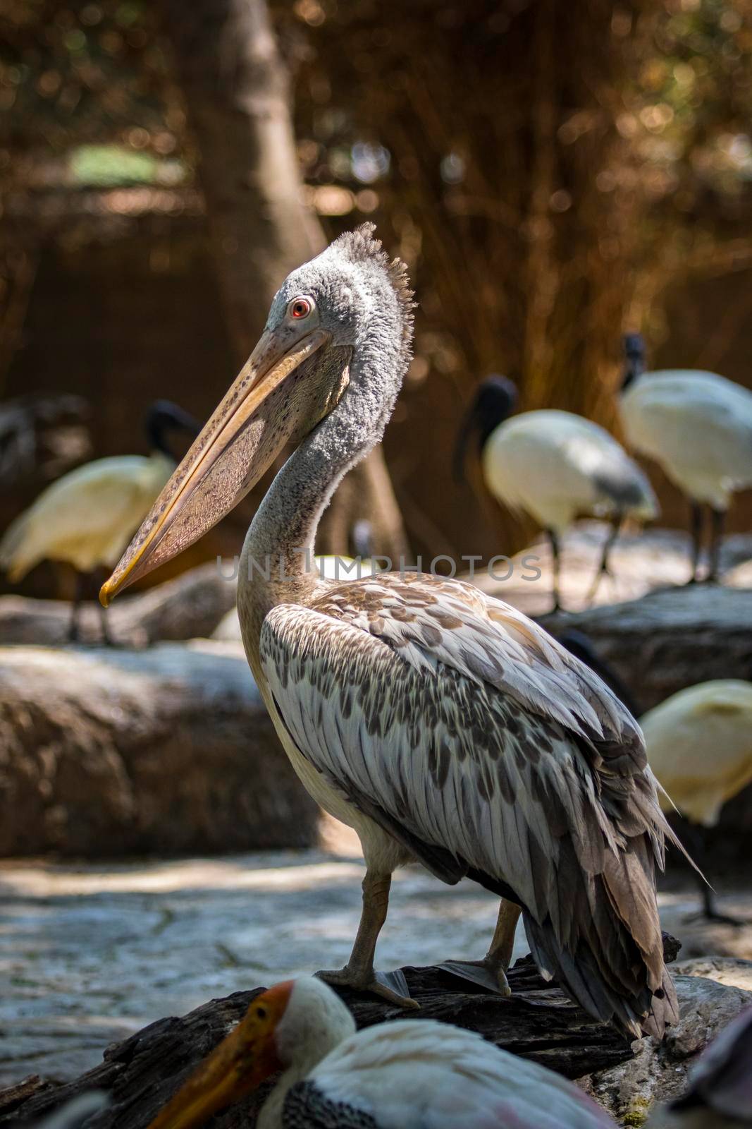 Image of Spot-billed pelican ( Pelecanus philippensis). wild animals.