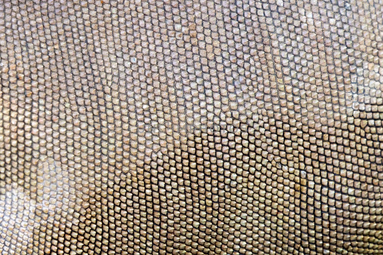 Image of a Iguana skin. Animals background by yod67